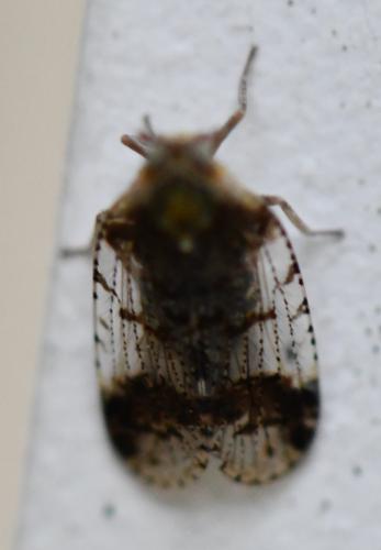 Cixius sp.